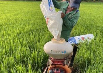 GIẢI PHÁP KỸ THUẬT GIEO SẠ LÚA MÙA