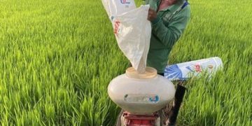 GIẢI PHÁP KỸ THUẬT GIEO SẠ LÚA MÙA