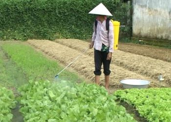 GIẢI PHÁP CHĂM SÓC DỨA