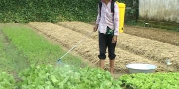 GIẢI PHÁP CHĂM SÓC DỨA