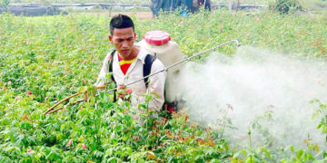 GIẢI PHÁP BÓN PHÂN CÂY