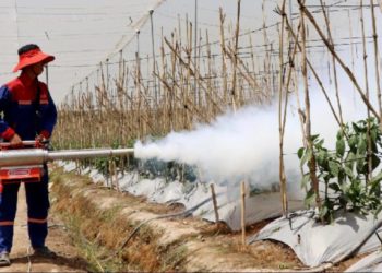 GIẢI PHÁP DIỆT MỌT NÔNG SẢN