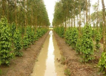 GIẢI PHÁP ĐÀO LỖ LÀM TRỤ TRỒNG TIÊU