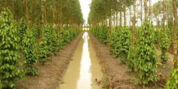 GIẢI PHÁP ĐÀO LỖ LÀM TRỤ TRỒNG TIÊU