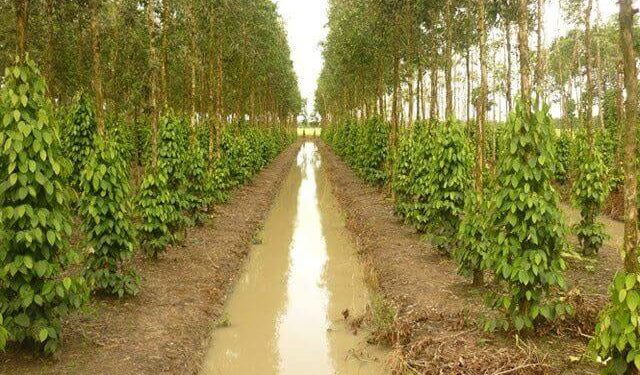 GIẢI PHÁP ĐÀO LỖ LÀM TRỤ TRỒNG TIÊU