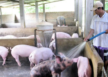 GIẢI PHÁP CHĂN NUÔI