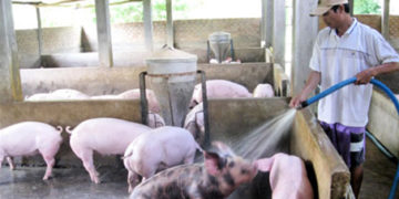 GIẢI PHÁP CHĂN NUÔI