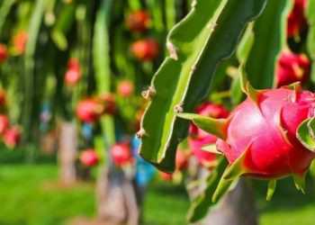 : HƯỚNG DẪN KHOAN LỖ LÀM TRỤ TRỒNG THANH LONG