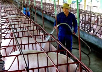 GIẢI PHÁP LÀM KHÔ CHUỒNG TRẠI