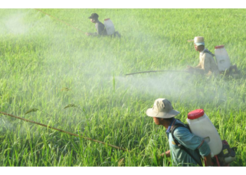 GIẢI PHÁP BÓN PHÂN CÂY