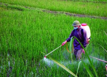 GIẢI PHÁP CHĂM SÓC CÂY NHO