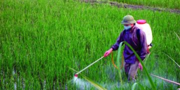 GIẢI PHÁP CHĂM SÓC CÂY NHO