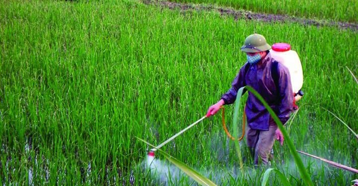 GIẢI PHÁP CHĂM SÓC CÂY NHO