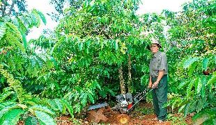 GIẢI PHÁP CANH TÁC CÂY MÍT