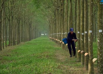 GIẢI PHÁP CANH TÁC CAO SU