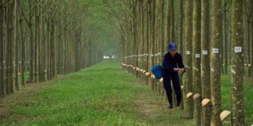 GIẢI PHÁP CANH TÁC CAO SU