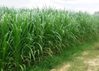 GIẢI PHÁP CHĂM SÓC DỨA