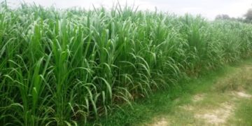 GIẢI PHÁP CHĂM SÓC DỨA