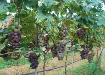 GIẢI PHÁP TRỒNG NHO