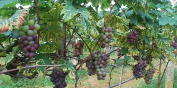 GIẢI PHÁP TRỒNG NHO