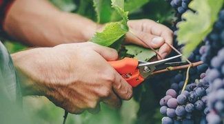 GIẢI PHÁP CHĂM SÓC CÂY NHO