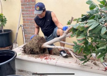 GIẢI PHÁP CANH TÁC CÂY XANH ĐÔ THỊ