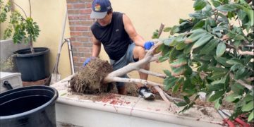 GIẢI PHÁP CANH TÁC CÂY XANH ĐÔ THỊ