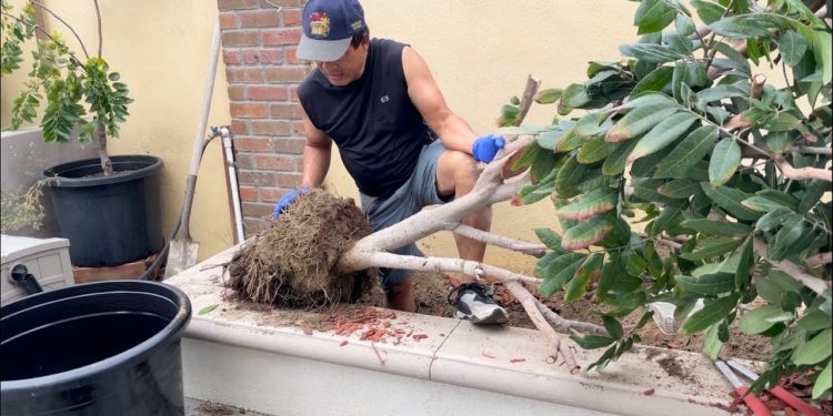 GIẢI PHÁP CANH TÁC CÂY XANH ĐÔ THỊ