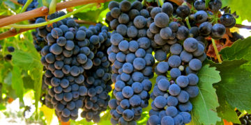 GIẢI PHÁP CHĂM SÓC CÂY NHO