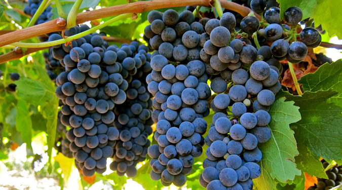 GIẢI PHÁP CHĂM SÓC CÂY NHO