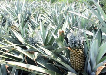 GIẢI PHÁP CHĂM SÓC DỨA