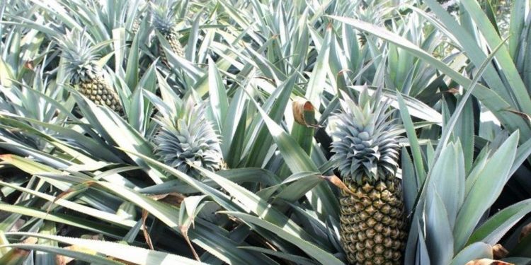 GIẢI PHÁP CHĂM SÓC DỨA