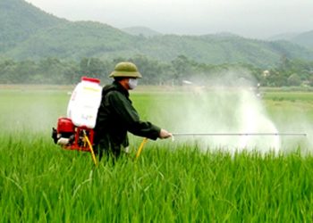 GIẢI PHÁP CHĂM SÓC CỎ VOI