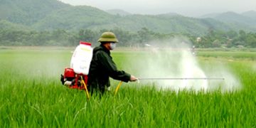 GIẢI PHÁP CHĂM SÓC CỎ VOI