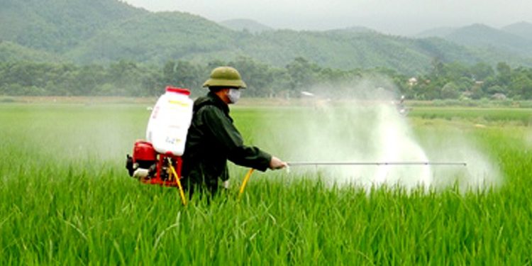 GIẢI PHÁP CHĂM SÓC CỎ VOI