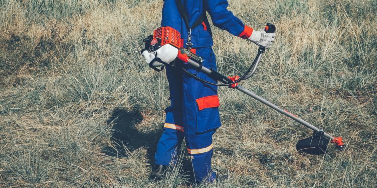 GIẢI PHÁP CHĂM SÓC DỨA