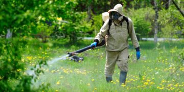 GIẢI PHÁP KỸ THUẬT GIEO SẠ LÚA MÙA