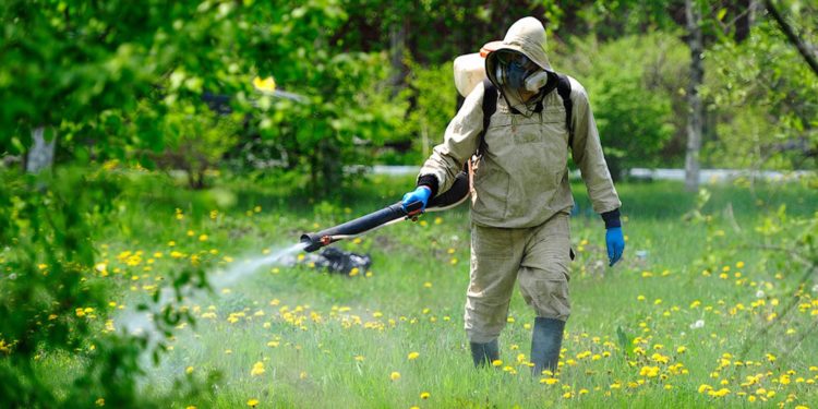 GIẢI PHÁP KỸ THUẬT GIEO SẠ LÚA MÙA