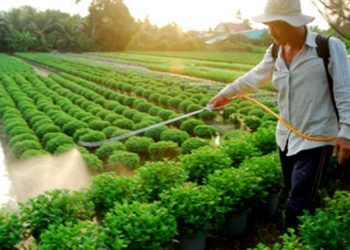 GIẢI PHÁP QUẢN LÝ CỎ DẠI