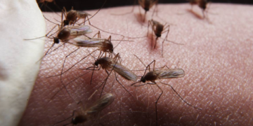 GIẢI PHÁP PHÒNG CHỐNG SỐT RÉT