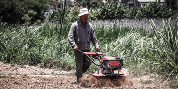 GIẢI PHÁP TRỒNG HOA MÀU