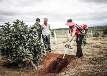 GIẢI PHÁP TRỒNG HOA MÀU