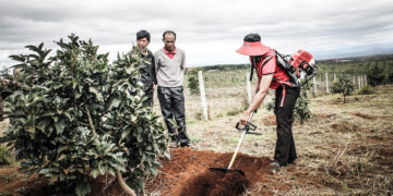 GIẢI PHÁP TRỒNG HOA MÀU