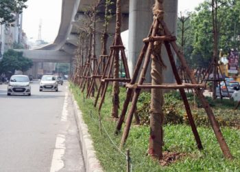 GIẢI PHÁP CANH TÁC CÂY XANH ĐÔ THỊ