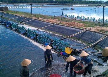 GIẢI PHÁP NUÔI TRỒNG THỦY SẢN