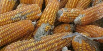 GIẢI PHÁP PHUN THUỐC TRỪ SÂU