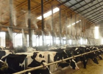 GIẢI PHÁP CHĂN NUÔI