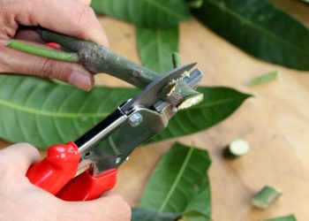 GIẢI PHÁP CHĂM SÓC CÂY KIỂNG