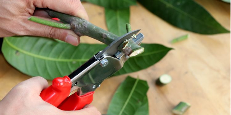 GIẢI PHÁP CHĂM SÓC CÂY KIỂNG