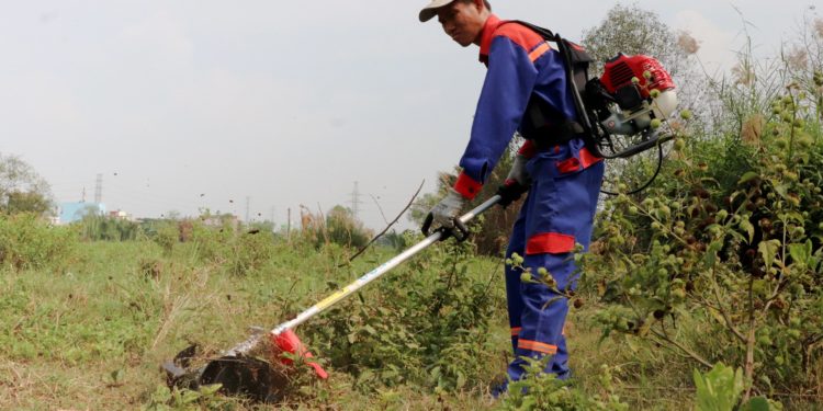 GIẢI PHÁP CHĂM SÓC CÂY KIỂNG